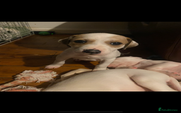 Mixed Breed dogs for sale: adorable Lurcher puppies - Image 3