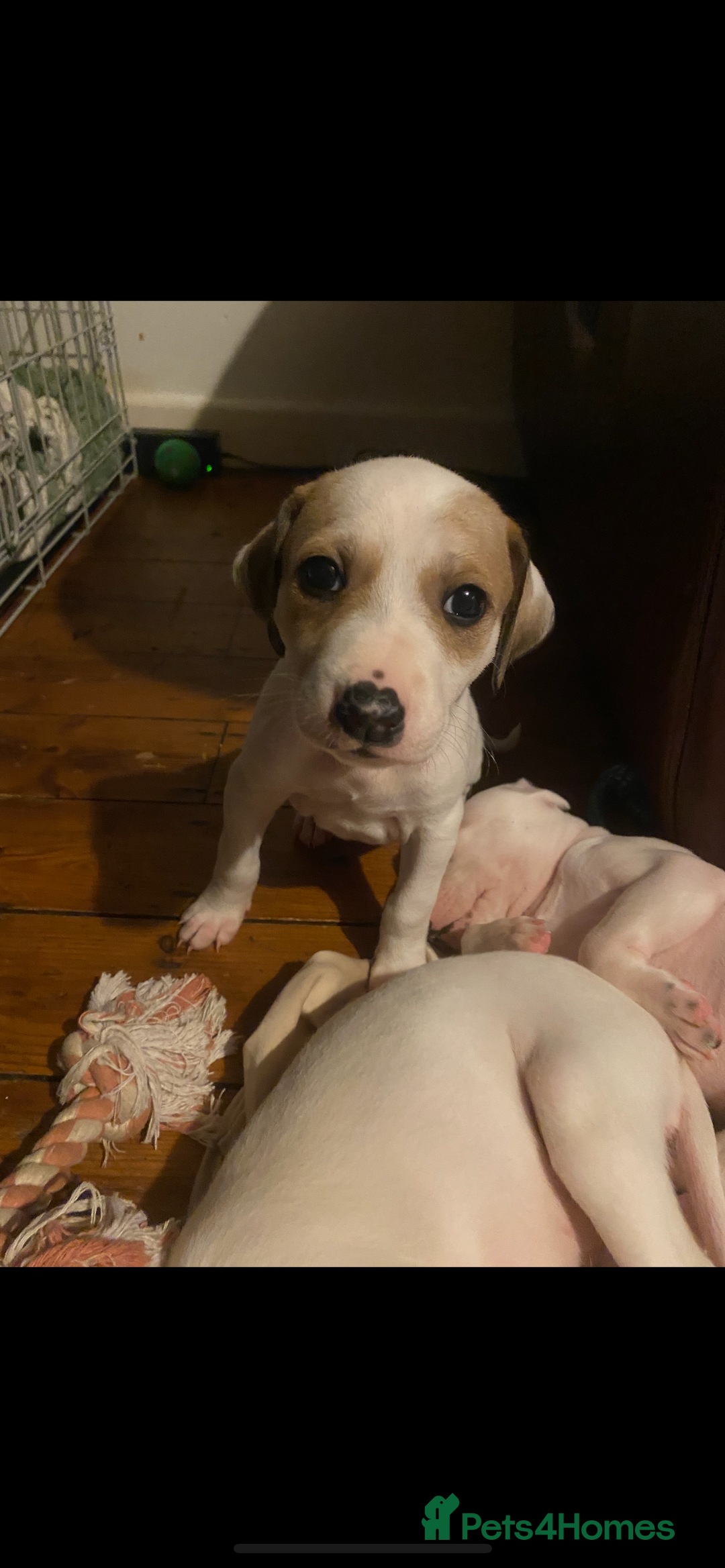 Mixed Breed dogs for sale: adorable Lurcher puppies - Image 3