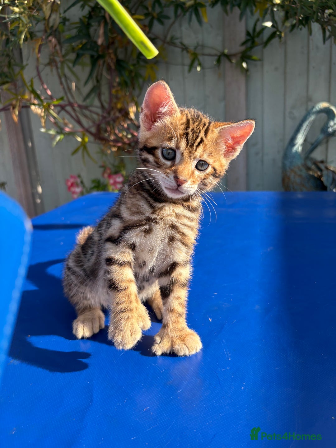 Keetso cats for sale: Stunning golden keetsos  - Image 18