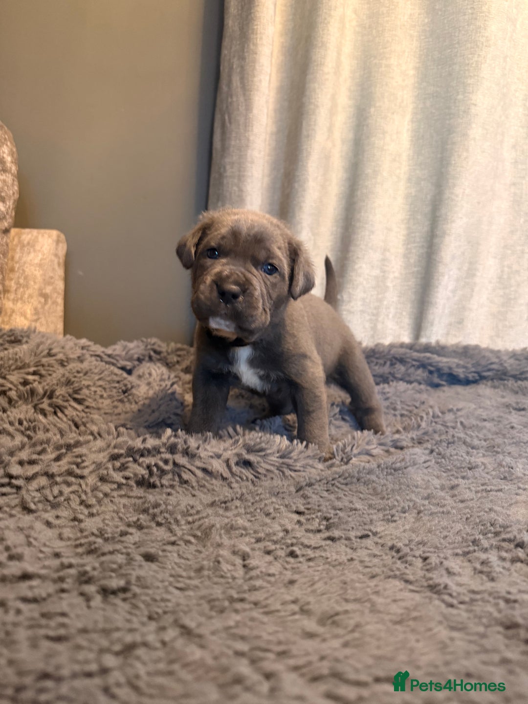 Cane Corso dogs for sale: Exceptional, Champion Bloodline Cane Corso Puppies - Advert 15