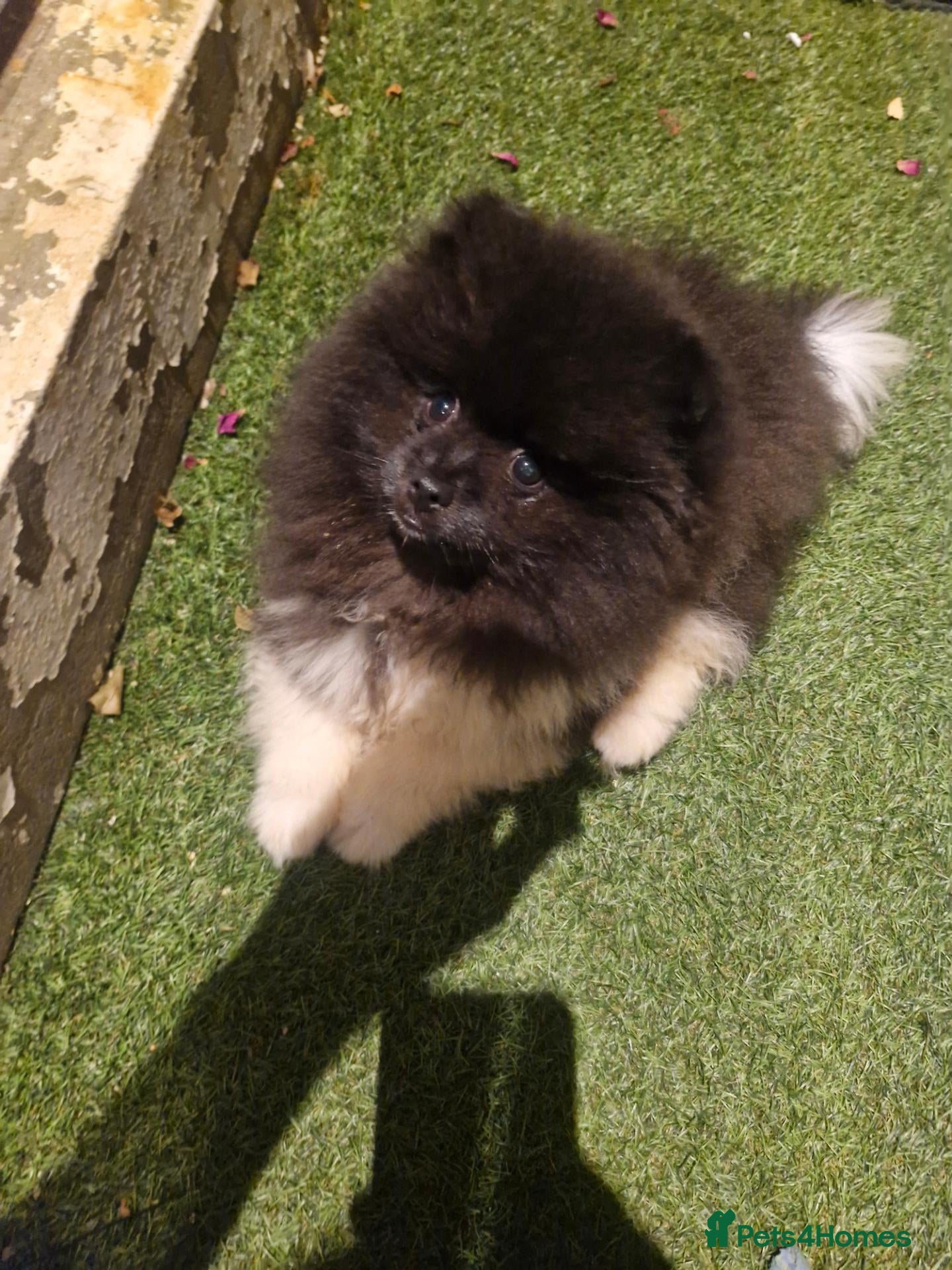 Pomeranian dogs Pomeranian puppy!! Snickers  - Advert 4