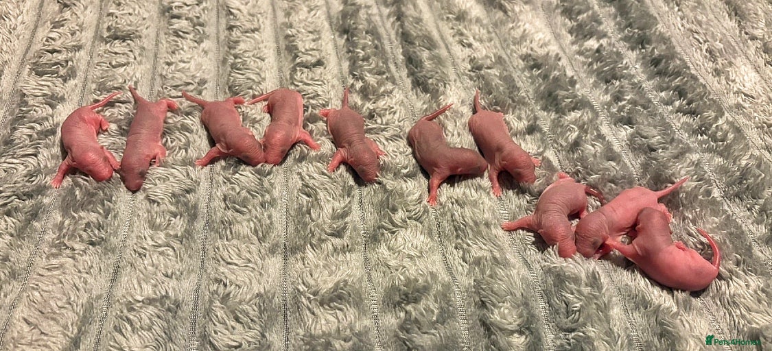 Rat rodents Beautiful little baby rats - Advert 2