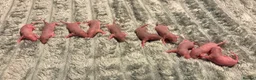 Rat rodents for sale: Beautiful siamese baby rats - Advert 15