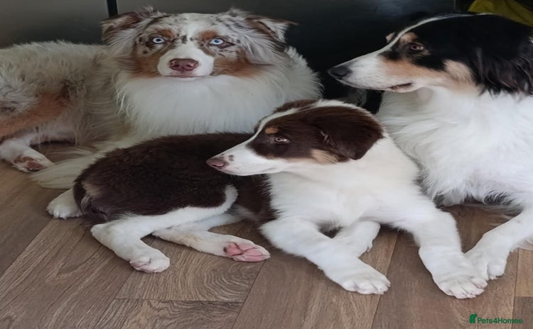 Australian Shepherd dogs in Peterborough - Advert 1