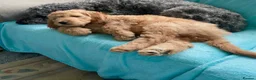 Double Doodle dogs for sale: Ultimate Double Doodles - lovely temperaments - Advert 20