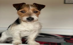 Jack Russell dogs for stud: Jack Russell for Stud in Ipswich - Image 2