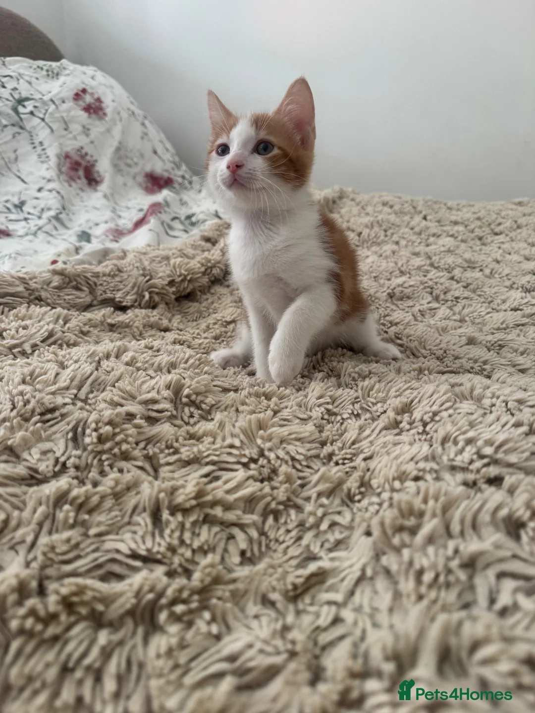 Mixed Breed cats for sale: Ready Now Adorable baby boy kittens   - Advert 2