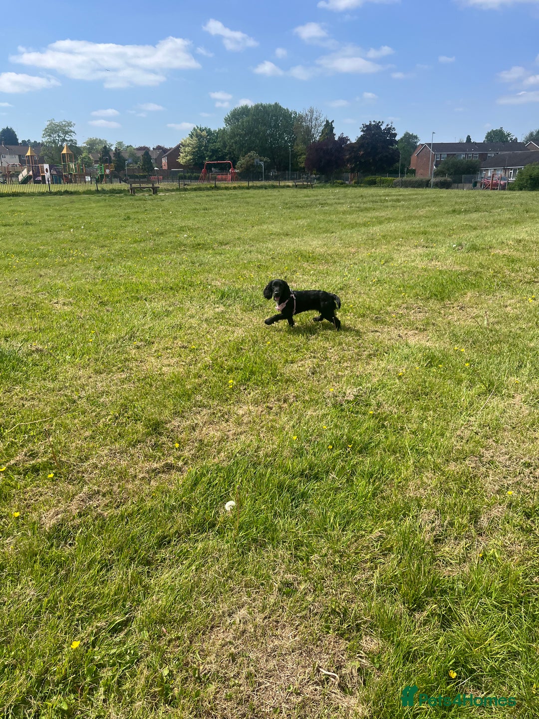 Cocker Spaniel dogs for sale: Rosie - One Year Old - Advert 11