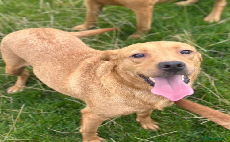 Labrador Retriever dogs - Advert 1