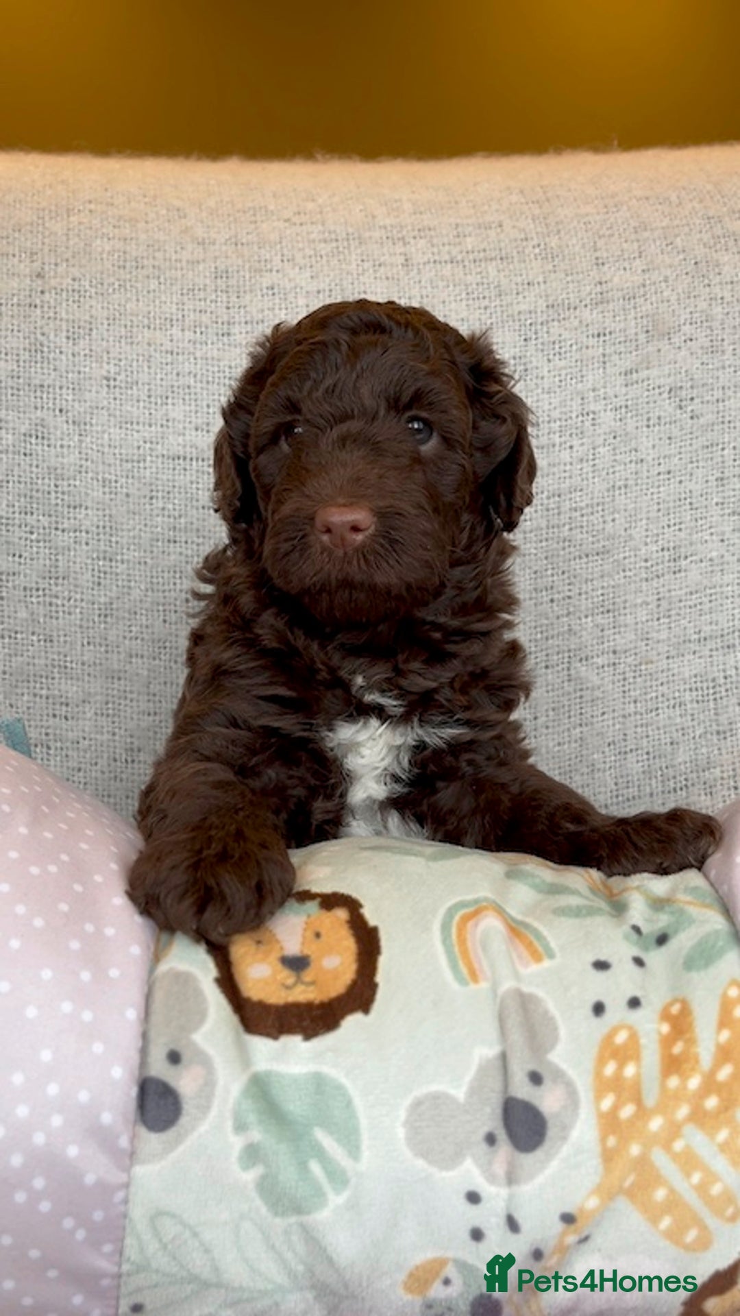 Miniature Poodle dogs for stud: MOYEN POODLE CROSS - IDEAL FOR DOODLE PUPPIES - Advert 19