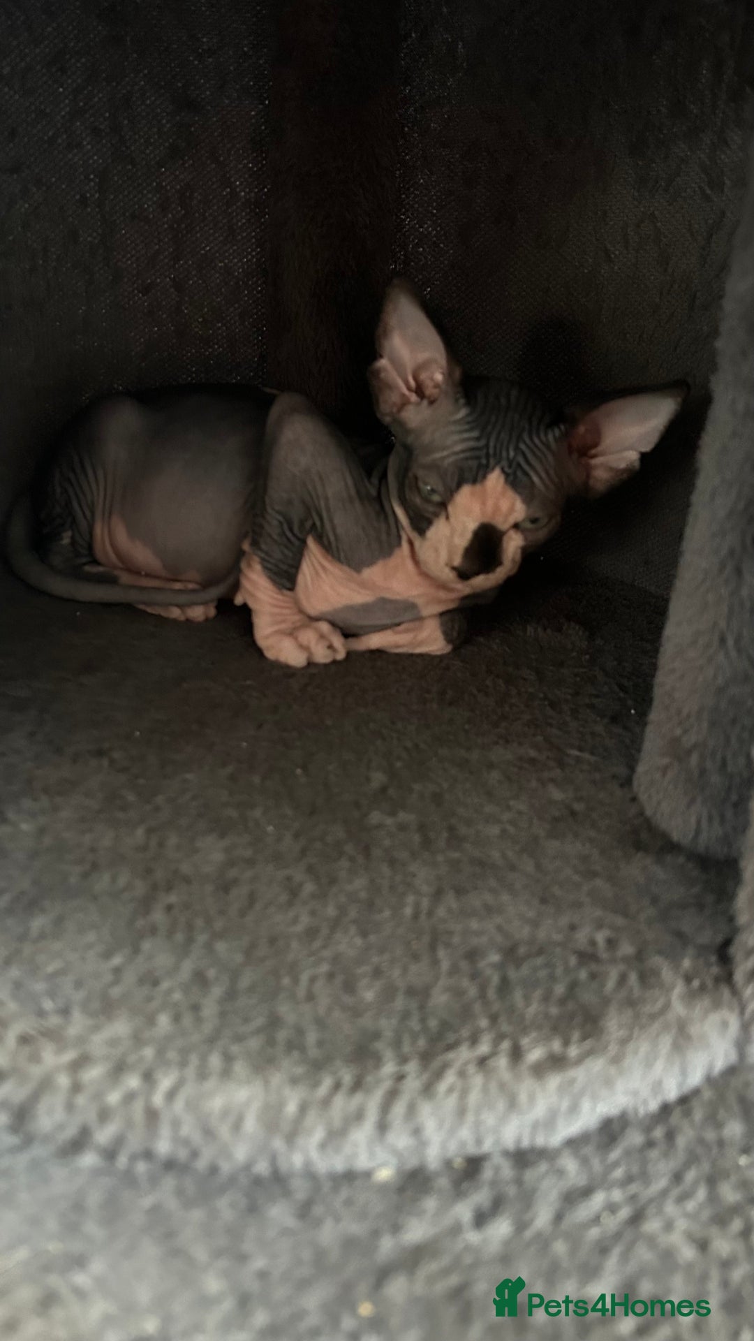 Sphynx cats for sale: Adorable Canadian sphinx - Image 5