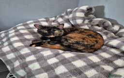 Domestic Shorthair cats for sale: Kittens - Image 1