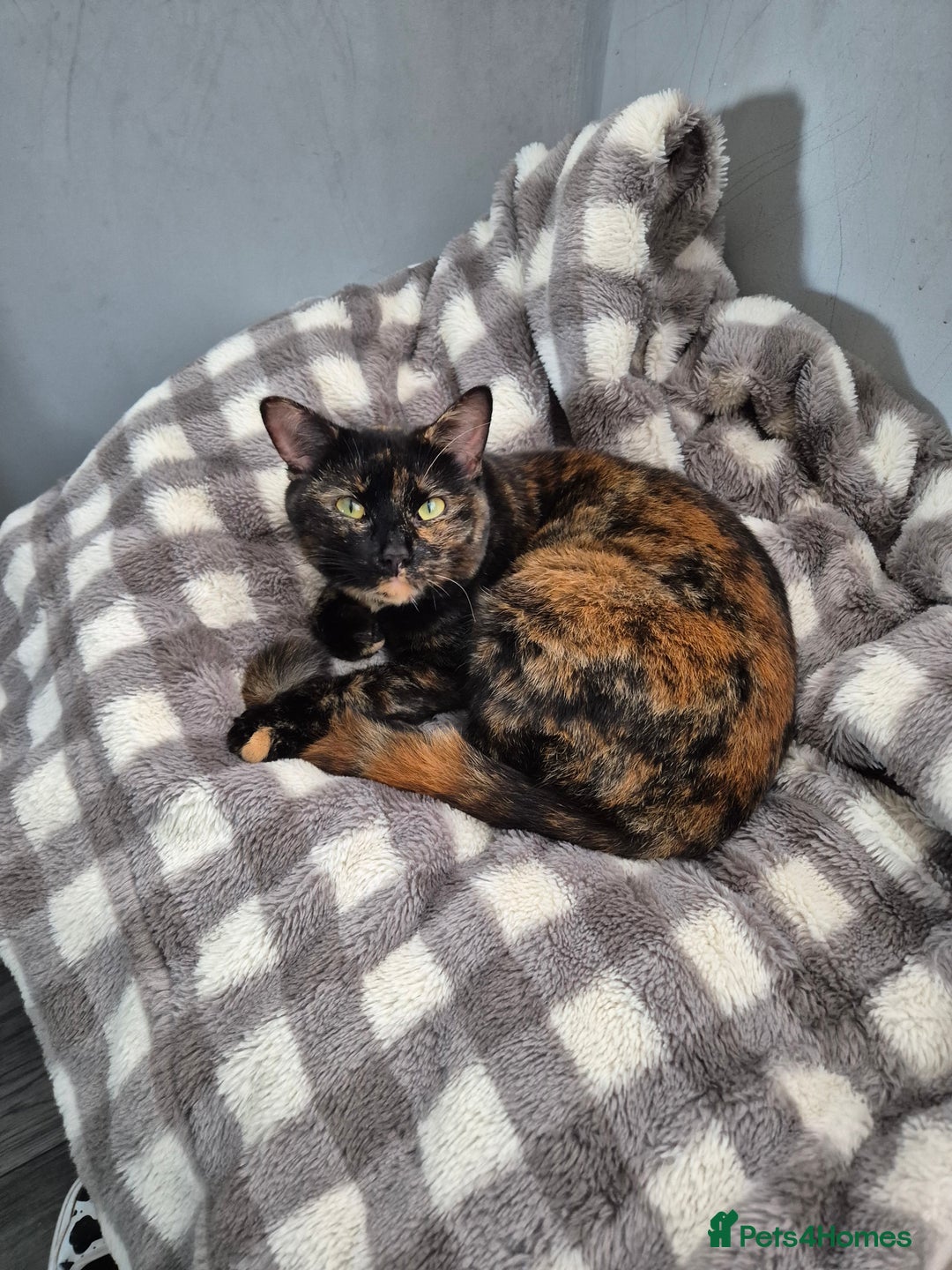 Domestic Shorthair cats for sale: Kittens - Image 1