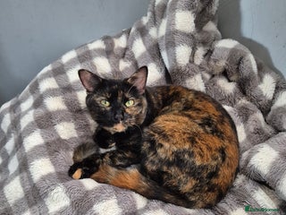 Domestic Shorthair cats - Advert 32