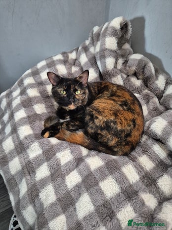 Domestic Shorthair cats - Advert 1