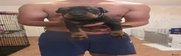 Dobermann dogs for sale: Pedigree Chunky Doberman Puppies - Advert 5