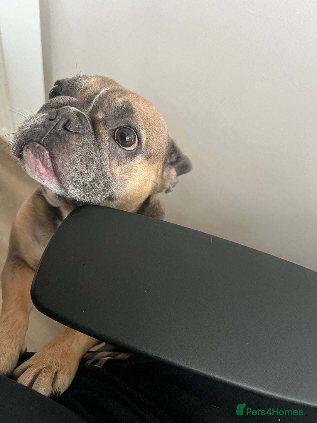 French Bulldog dogs for sale: Female French bulldog - Advert 6