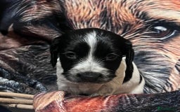 Cocker Spaniel dogs for sale: Stunning cocker spaniel puppies (blue roans)  - Advert 11