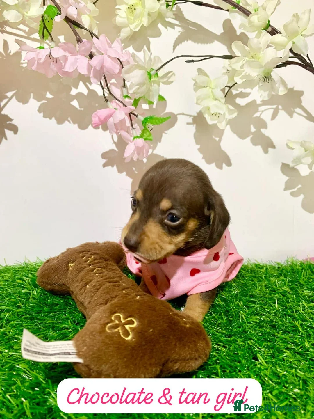 Miniature Dachshund dogs for sale: Miniature dashund puppies  - Advert 1