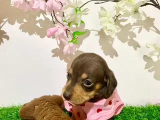 Miniature Dachshund dogs Miniature dashund puppies - Advert 15