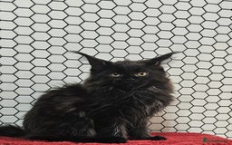 Maine Coon cats for sale: Pure breed Maine Coons Kittens  - Image 9