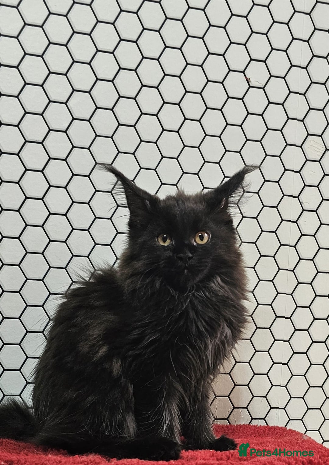 Maine Coon cats for sale: Pure breed Maine Coons Kittens  - Image 9