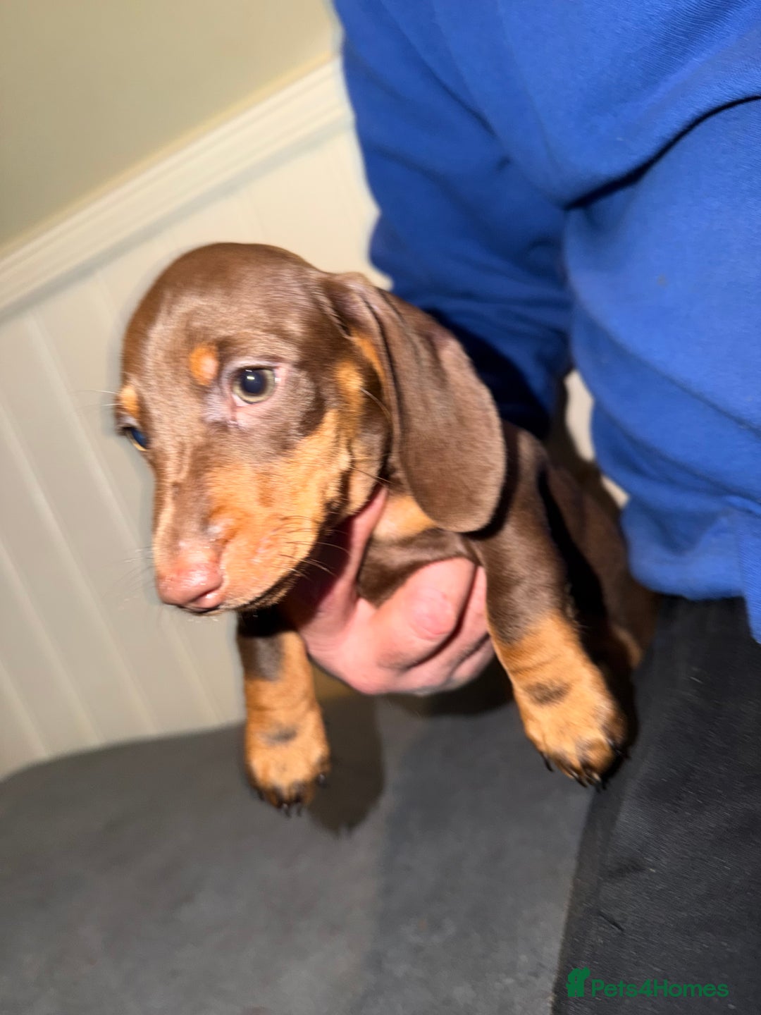 Miniature Dachshund dogs for sale: KC REGISTERED Miniature dachshund HEALTH TESTED   - Advert 9
