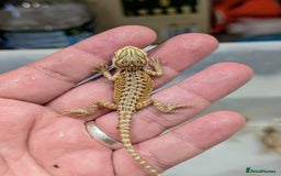 Bearded Dragon reptiles for sale: 50% red monster bearded dragons  - Image 8