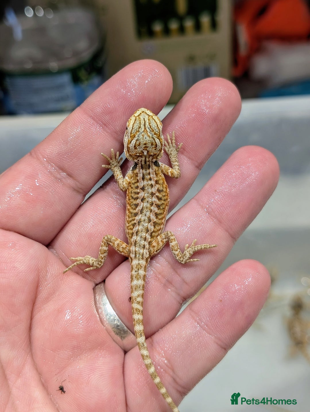 Bearded Dragon reptiles for sale: 50% red monster bearded dragons  - Image 8