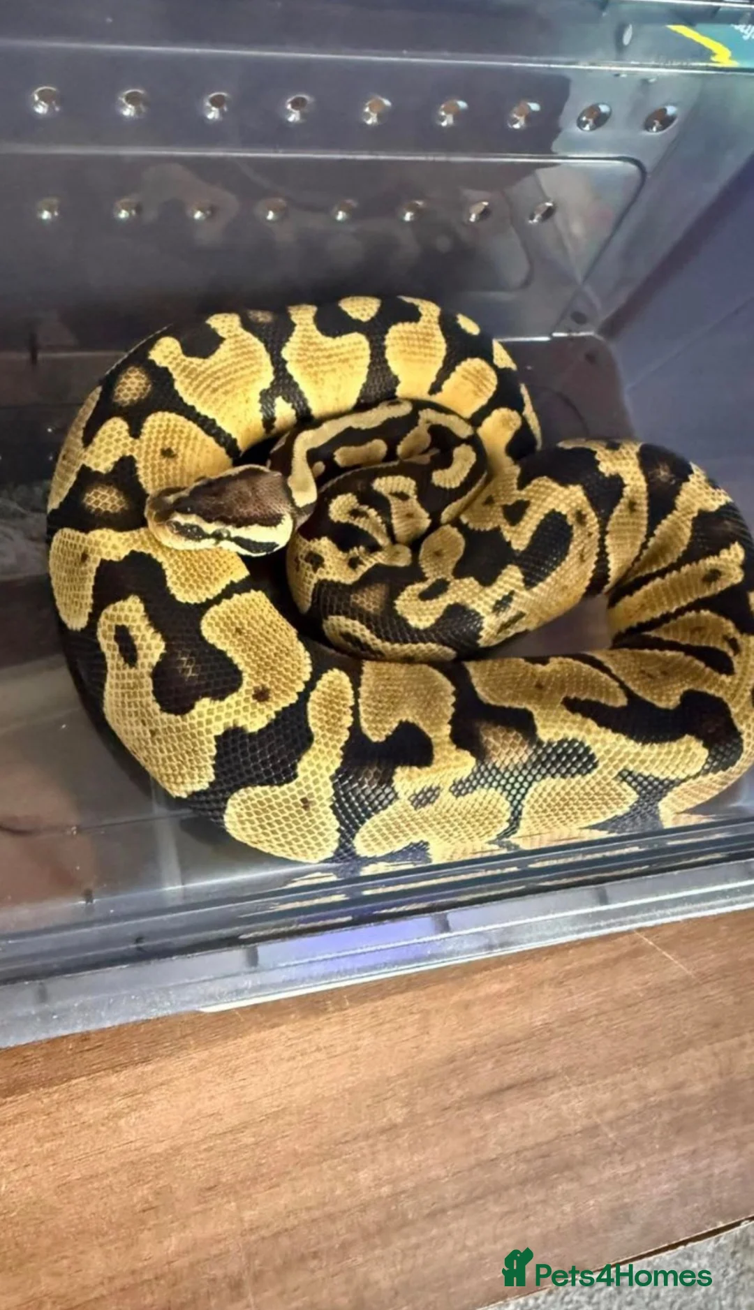 Python Snake reptiles for sale: Snake and full Viv set up including thermostat.  - Advert 1