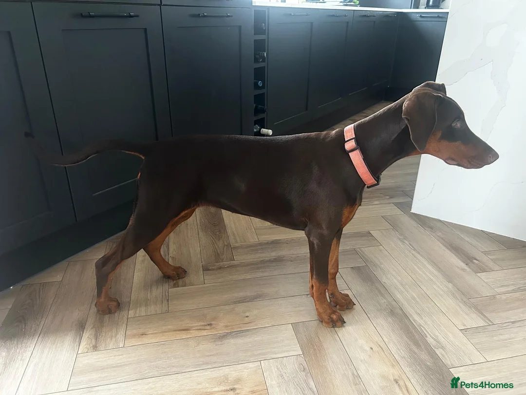 Dobermann dogs for sale: KC Registered Red/Tan Female Dobermann Puppy  in Wishaw - Advert 2