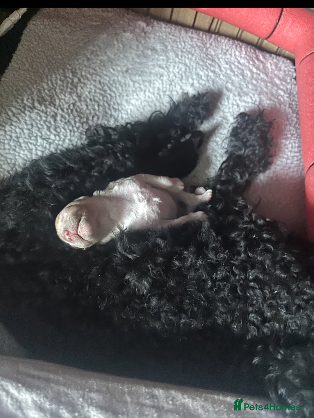 Cockapoo dogs for sale: Adorable F1B Cockapoo Puppies ready 6th November - Image 22
