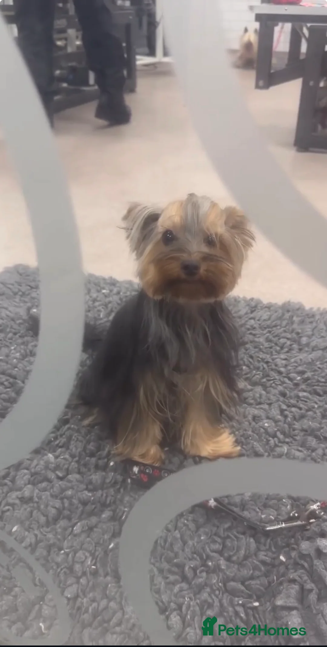 Yorkshire Terrier dogs for sale: Lovely Angels boys in Guildford - Advert 5