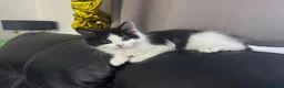 Mixed Breed cats for sale: Beautiful kittens for rehoming - Advert 4