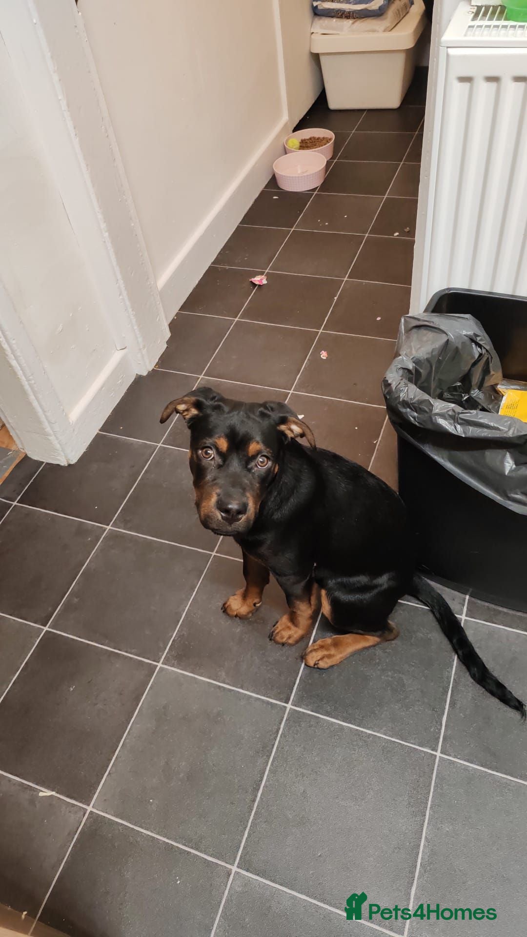 Rottweiler dogs Rottweiler cross bitch.  - Advert 13