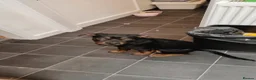 Rottweiler dogs for sale: Rottweiler cross bitch.  - Advert 1