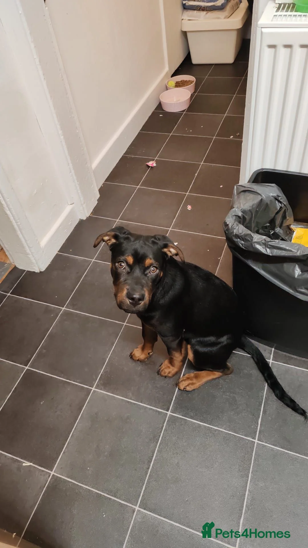 Rottweiler dogs for sale: Rottweiler cross bitch.  - Advert 1