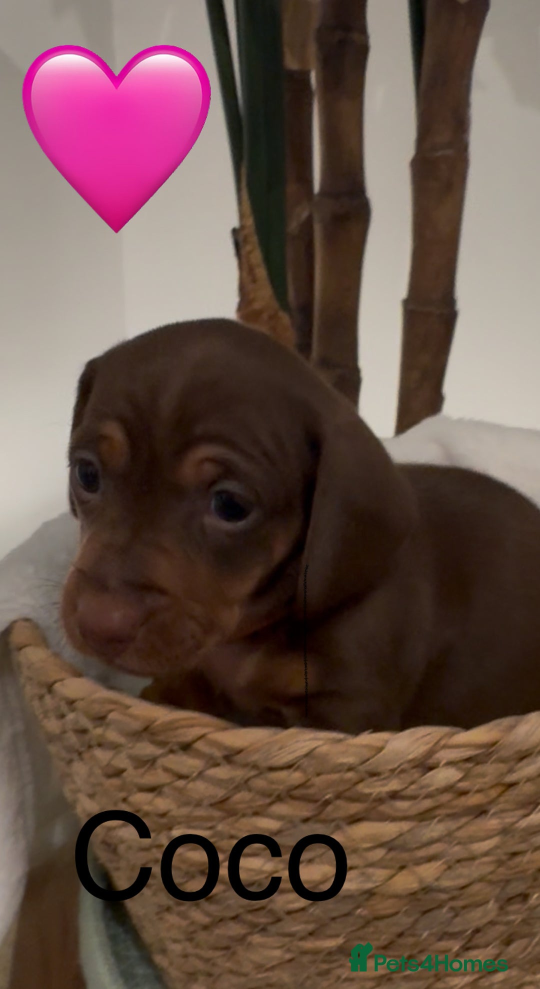Miniature Dachshund dogs for sale: Miniature dachshund puppies  - Advert 5