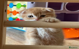 Scottish Fold cats for sale: Golden Scottish fold kittens - Image 11