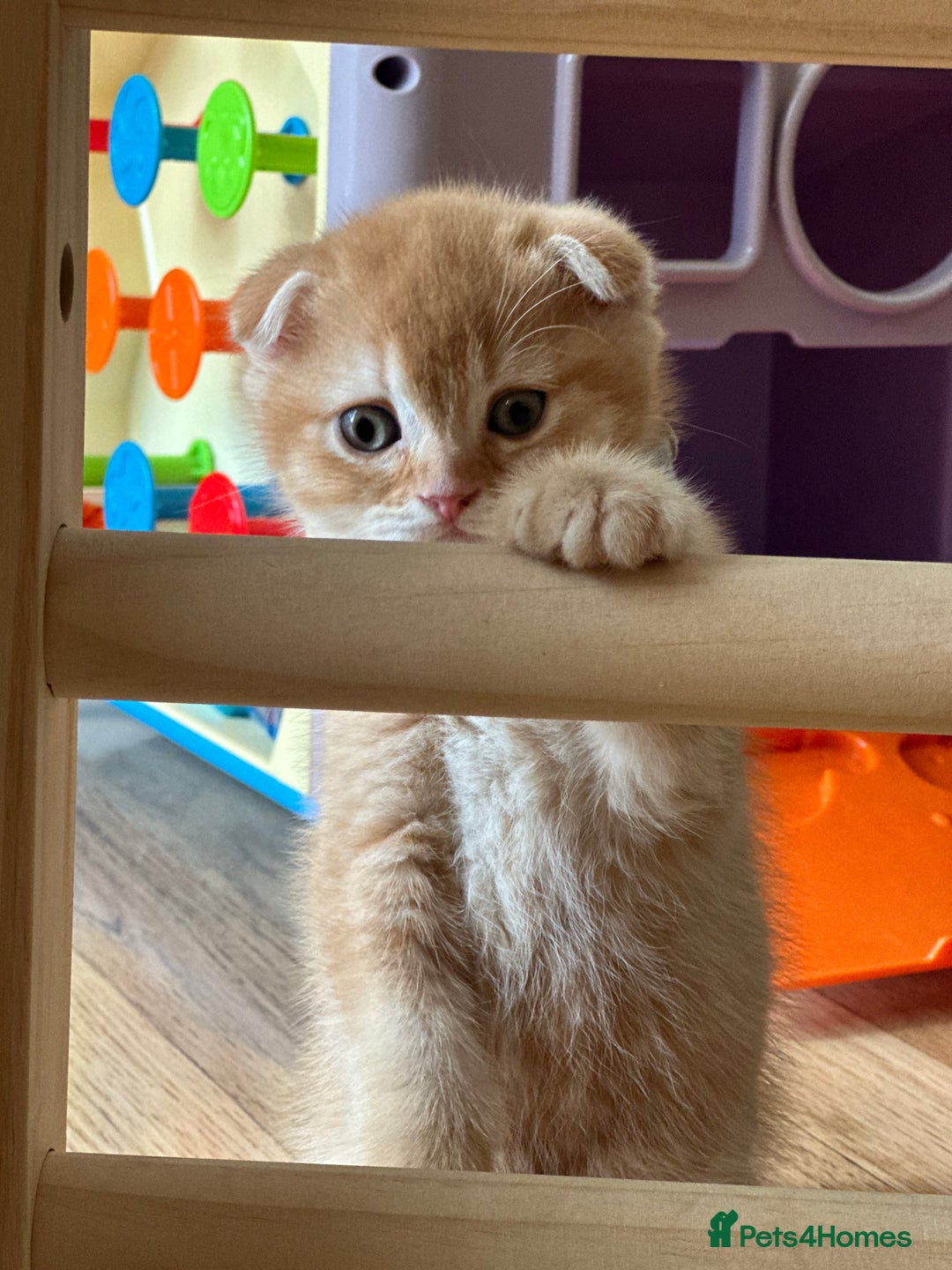 Scottish Fold cats for sale: Golden Scottish fold kittens - Image 11
