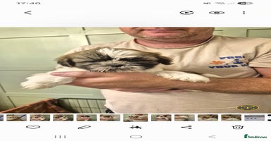 Shih Tzu dogs - Advert 6
