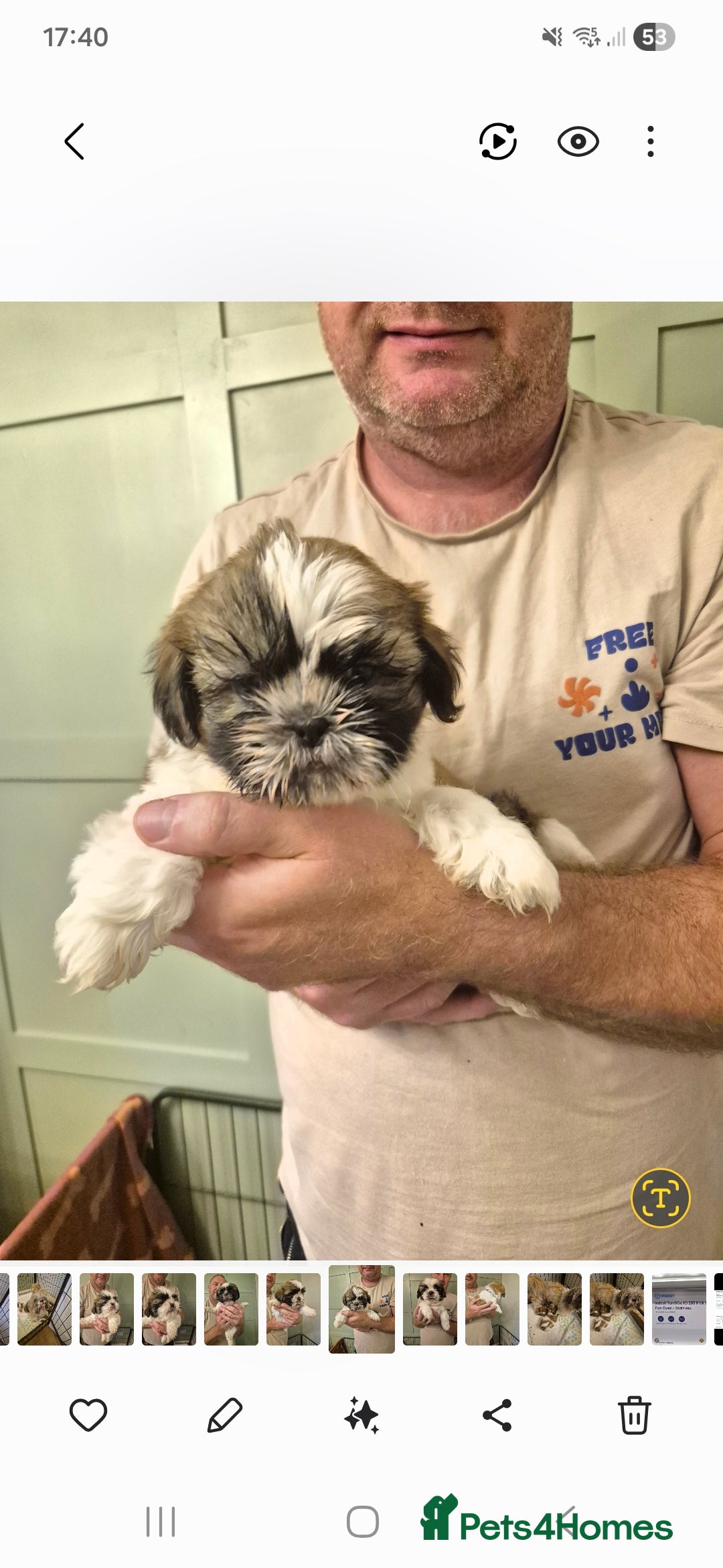 Shih Tzu dogs for sale: shis txu puppies - Image 2