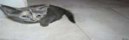 Mixed Breed cats for sale: 5 BEAUTIFUL KITTENS FOR SALE - Advert 9