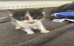 Domestic Shorthair cats for sale: Kittens for sale - Image 7