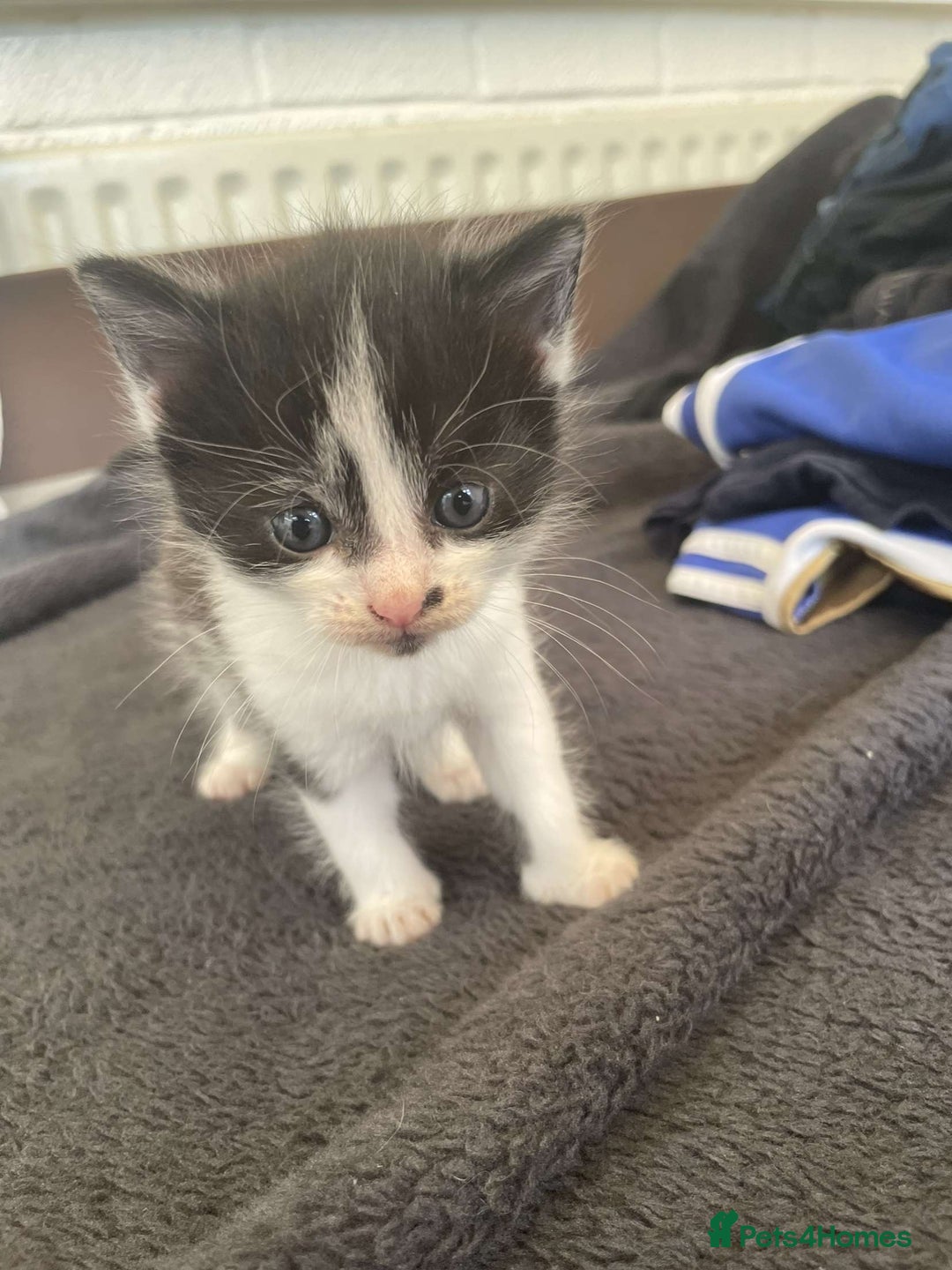 Domestic Shorthair cats for sale: Kittens for sale - Image 7