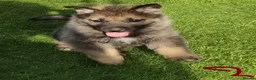 German Shepherd dogs for sale: German Shepherd Puppies  - Advert 17