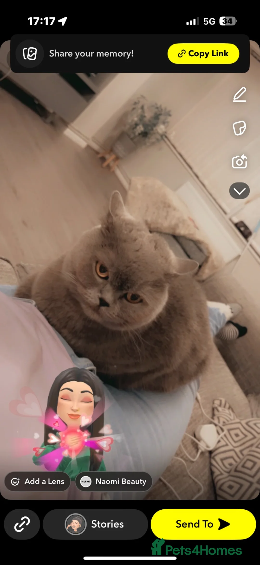 British Shorthair cats for sale: Beautiful British short hair 2 male 1 female  - Advert 2
