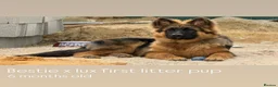 German Shepherd dogs for sale: KC REGISTERED, LONG HAIRED GERMAN SHEPHERD PUPPIES - Advert 23