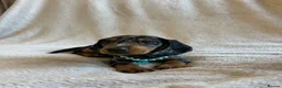 Miniature Dachshund dogs for sale:  KC Registered Miniature Dachshund Puppies - Advert 8