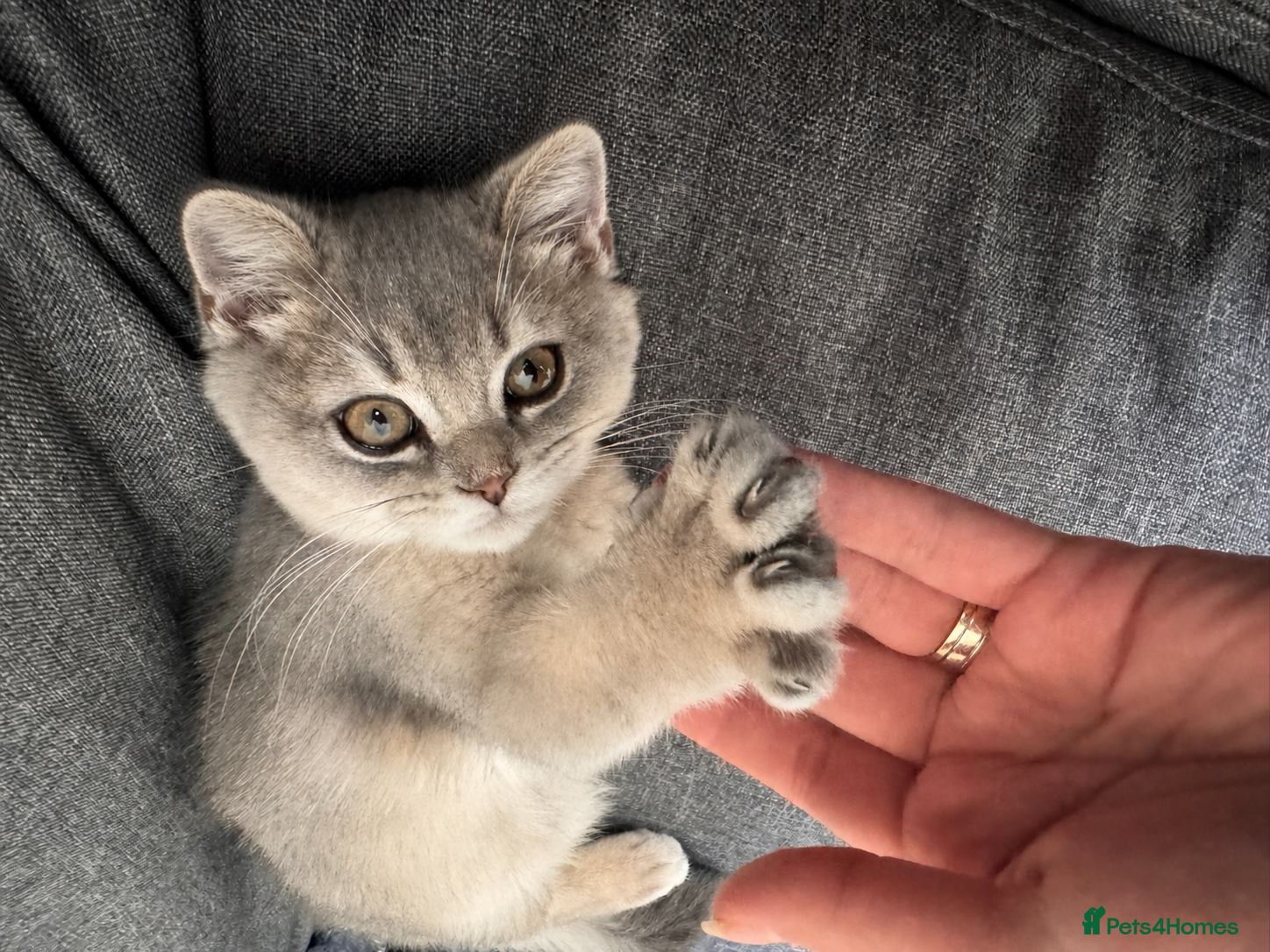 British Shorthair cats BSH Goldens Kittens, Chocolate & Blue, avail 2 wks - Advert 1